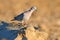 Ring-necked dove, Streptopelia capicola, also known as the Cape turtle dove, Kgalagadi, South Africa. Bird from African sand