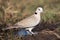 The ring-necked dove Streptopelia capicola, also known as the Cape turtle dove sitting on the ground