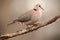 The ring-necked dove Streptopelia capicola or the Cape turtle dove or half-collared dove sitting on the branch
