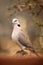 The ring-necked dove Streptopelia capicola or the Cape turtle dove or half-collared dove sitting on the stone