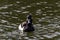 Ring necked Duck