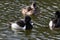 Ring necked Duck