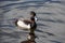 Ring-necked duck