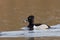 Ring-necked Duck