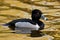 Ring-necked Duck (Aythya collaris)