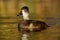 Ring-necked duck, Aythya collaris, female