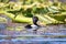 Ring-necked duck in colorful Oregon lake