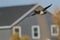 Ring-Necked Duck Flying Through a residential Neighborhood