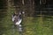 Ring-Necked Duck Stretching Its Wings on the Water