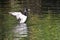 Ring-Necked Duck Stretching Its Wings on the Water