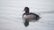 Ring-Necked Duck Swimming Away in Slow Motion