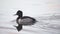 Ring-necked duck swimming away in slow motion