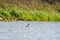 Ring necked Duck swimming in a lake