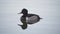 Ring-Necked Duck Swimming Slow Motion