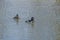 A Ring Necked Duck in a Wetland Lake