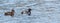 Ring-necked ducks. Mating pairs compete for the best genes during their brief stay on a lake in northeastern Canada.