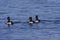 Ring-necked Ducks Swim  802534