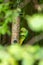 Ring-necked parakeet eating birdseed in a park with green feathers and a red beak as exotic parrots Psittacula krameri as invasive