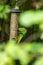 Ring-necked parakeet eating birdseed in a park with green feathers and a red beak as exotic parrots Psittacula krameri as invasive