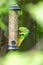 Ring-necked parakeet eating birdseed in a park with green feathers and a red beak as exotic parrots Psittacula krameri as invasive