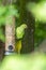 Ring-necked parakeet eating birdseed in a park with green feathers and a red beak as exotic parrots Psittacula krameri as invasive