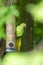 Ring-necked parakeet eating birdseed in a park with green feathers and a red beak as exotic parrots Psittacula krameri as invasive