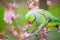 Ring necked parakeet eating flowers in the tree
