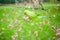 Ring necked parakeet eating flowers in the tree