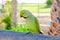 Ring-necked parakeet on Fuerteventura, Spain.