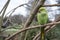 Ring necked parakeet in londons regent`s park