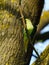 Ring-necked parakeet (Psittacula krameri) perched on small branch, seemingly peeking from shadows, in the UK