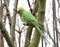 A ring-necked parakeet, resting over a tree