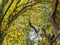 Ring necked parakeet sitting on a tree branch with other birds in the background, Popular pet in aviculture from Africa