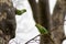 Ring-necked parakeets breeding in a breeding burrow in a tree with nesting hole in a tree trunk to lay eggs for little fledglings