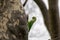 Ring-necked parakeets breeding in a breeding burrow in a tree with nesting hole in a tree trunk to lay eggs for little fledglings