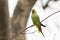 Ring-necked parakeets breeding in a breeding burrow in a tree with nesting hole in a tree trunk to lay eggs for little fledglings