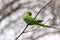 Ring-necked parakeets breeding in a breeding burrow in a tree with nesting hole in a tree trunk to lay eggs for little fledglings