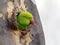 Ring-necked parakeets breeding in a breeding burrow in a tree with nesting hole in a tree trunk to lay eggs for little fledglings