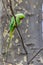 Ring-necked parakeets breeding in a breeding burrow in a tree sitting on a branch in spring to lay eggs for little fledglings