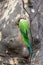 Ring-necked parakeets Psittacula krameri breeding in a breeding burrow in a tree sitting on a branch in spring to lay eggs