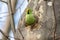 Ring-necked parakeets Psittacula krameri breeding in a breeding burrow in a tree sitting on a branch in spring to lay eggs