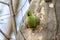 Ring-necked parakeets Psittacula krameri breeding in a breeding burrow in a tree sitting on a branch in spring to lay eggs