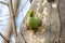 Ring-necked parakeets Psittacula krameri breeding in a breeding burrow in a tree sitting on a branch in spring to lay eggs