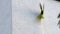 Ring-necked parakeets trying to dig a breeding burrow in a house wall instead of nesting hole in a tree trunk to lay eggs for litt