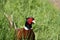 Ring necked pheasant