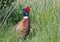 Ring-necked Pheasant