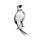 Ring-Necked Pheasant or Common Pheasant Viewed from Rear Retro Black and White