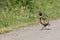 Ring-necked Pheasant crosses the road at Sacramento Wildlife Refuge