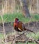 Ring-necked Pheasant, Phasianus colchicus, Common Pheasant. The male is puffed up