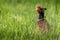 A ring-necked pheasant roams through tall green grass.